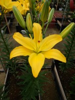 [5702 DJ AZ-01 No02.JPG]